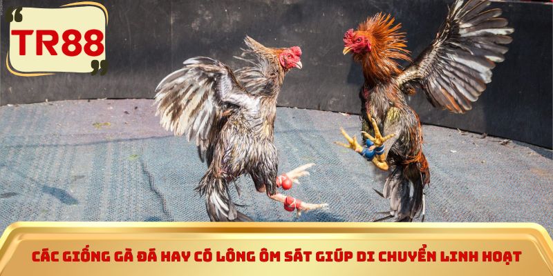 Các giống gà đá hay có lông ôm sát giúp di chuyển linh hoạt