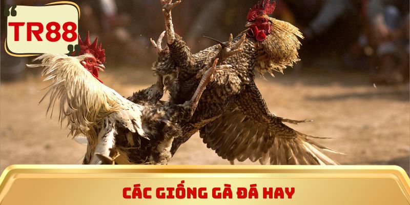Các giống gà đá hay