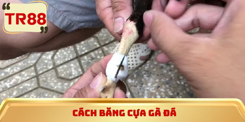 Cách băng cựa gà đá