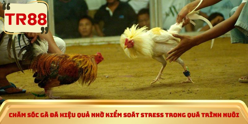 Chăm sóc gà đá hiệu quả nhờ kiểm soát stress trong quá trình nuôi