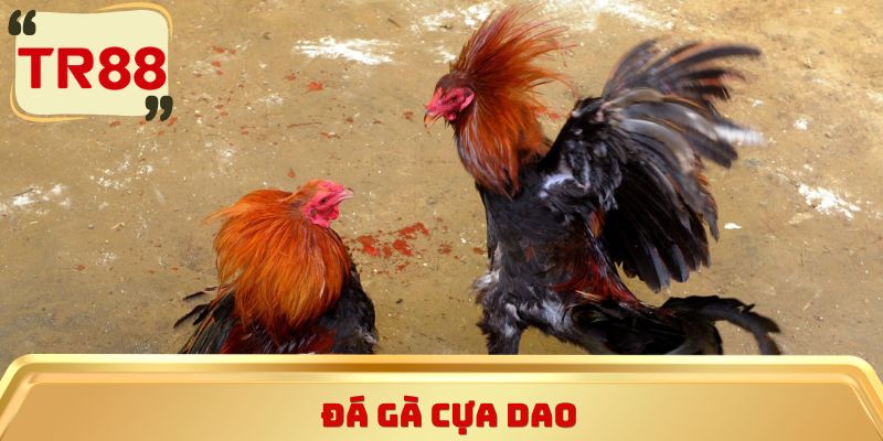 Đá gà cựa dao