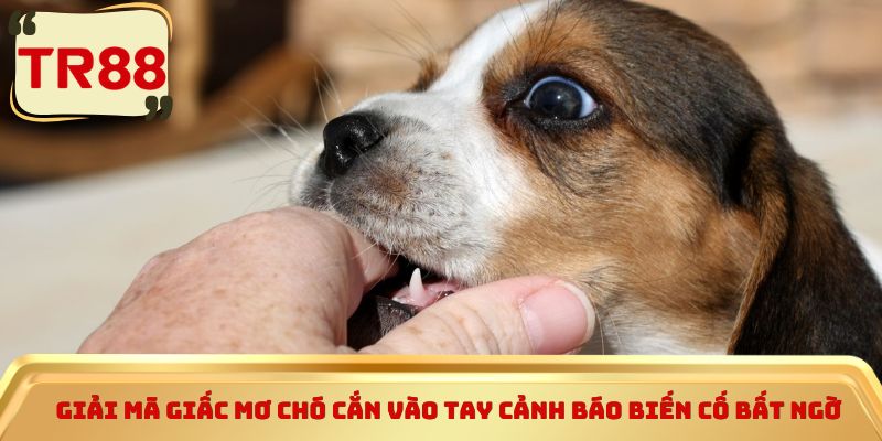 Giải mã giấc mơ chó cắn vào tay cảnh báo biến cố bất ngờ