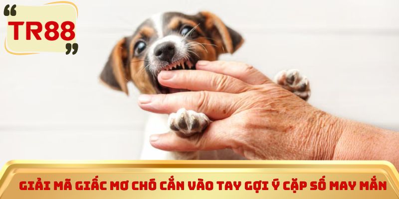Giải mã giấc mơ chó cắn vào tay gợi ý cặp số may mắn