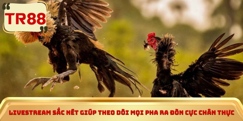 Livestream sắc nét giúp theo dõi mọi pha ra đòn cực chân thực