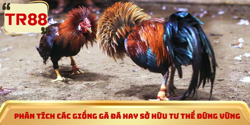 Phân tích các giống gà đá hay sở hữu tư thế đứng vững